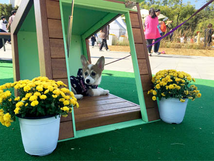 Waalo Village(Small dogs)