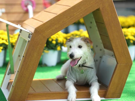 Waalo Village(Small dogs)
